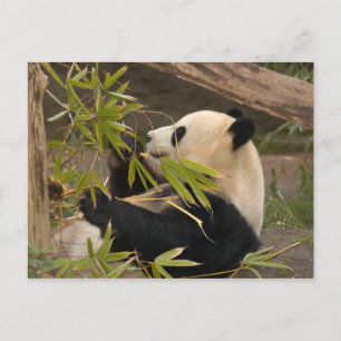 Giant Panda Briefkaart