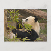 Giant Panda Briefkaart (Voorkant)