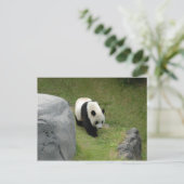 Giant Panda Briefkaart (Staand voorkant)