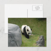 Giant Panda Briefkaart (Voorkant / Achterkant)