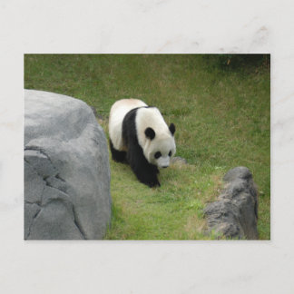 Giant Panda Briefkaart