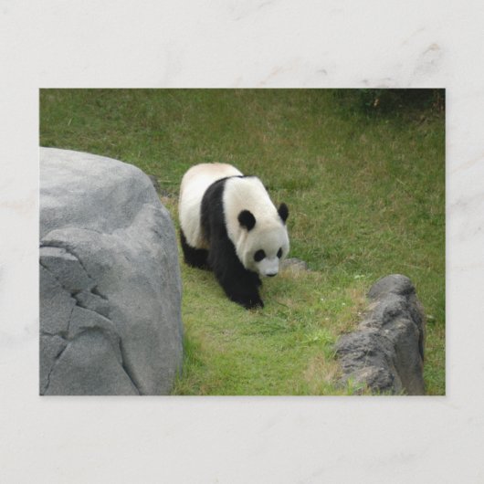 Giant Panda Briefkaart (Voorkant)
