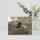 Giant Panda Briefkaart (Staand voorkant)