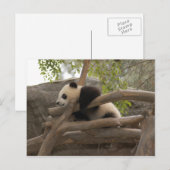 Giant Panda Briefkaart (Voorkant / Achterkant)