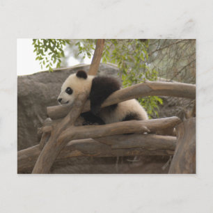 Giant Panda Briefkaart