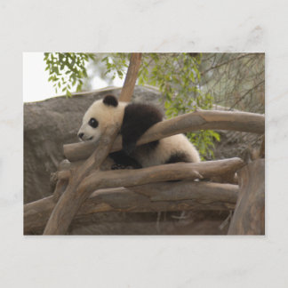 Giant Panda Briefkaart