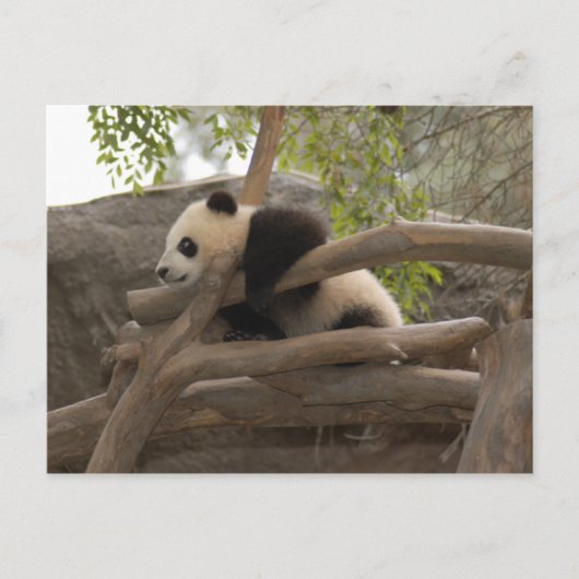 Giant Panda Briefkaart (Voorkant)