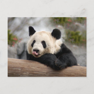 Giant Panda Briefkaart