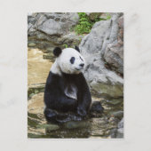 Giant Panda Briefkaart (Voorkant)