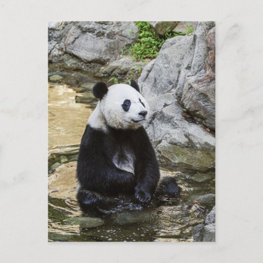 Giant Panda Briefkaart (Voorkant)