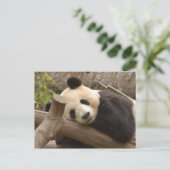 Giant Panda Briefkaart (Staand voorkant)
