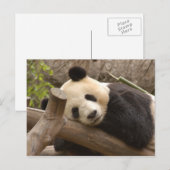 Giant Panda Briefkaart (Voorkant / Achterkant)