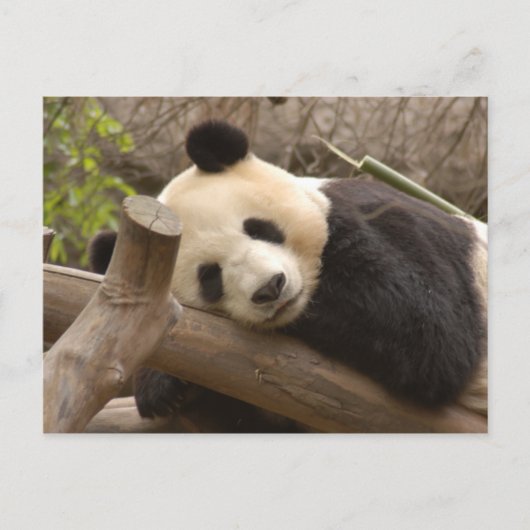 Giant Panda Briefkaart (Voorkant)