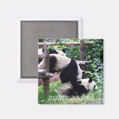 Giant Panda, China (Fridge Magnet) Magneet (Voorkant / Achterkant)