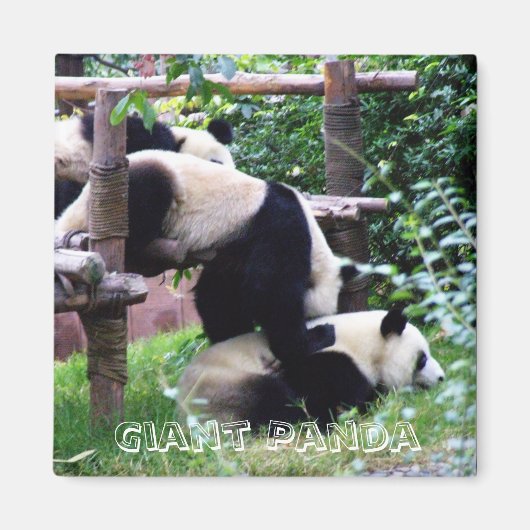 Giant Panda, China (Fridge Magnet) Magneet (Voorkant)