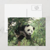 Giant Panda cub klimt een boom, Wolong Valley, Briefkaart (Voorkant / Achterkant)