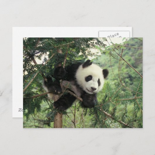 Giant Panda cub klimt een boom, Wolong Valley, Briefkaart (Voorkant / Achterkant)