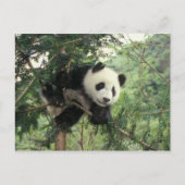 Giant Panda cub klimt een boom, Wolong Valley, Briefkaart (Voorkant)