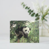 Giant Panda cub klimt een boom, Wolong Valley, Briefkaart (Staand voorkant)