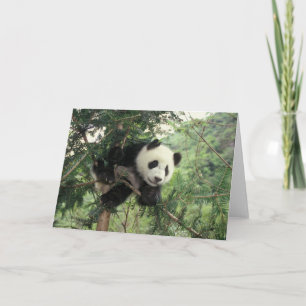 Giant Panda cub klimt een boom, Wolong Valley, Kaart
