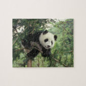 Giant Panda cub klimt een boom, Wolong Valley, Legpuzzel (Horizontaal)