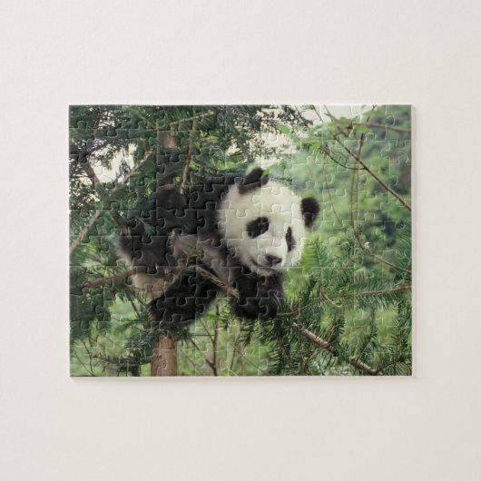 Giant Panda cub klimt een boom, Wolong Valley, Legpuzzel (Horizontaal)