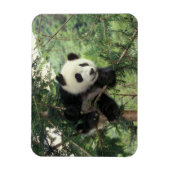 Giant Panda cub klimt een boom, Wolong Valley, Magneet (Verticaal)