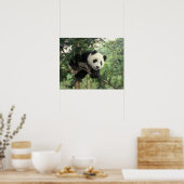 Giant Panda cub klimt een boom, Wolong Valley, Poster (Keuken)
