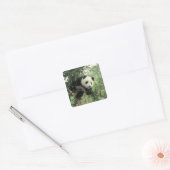 Giant Panda cub klimt een boom, Wolong Valley, Vierkante Sticker (Envelop)