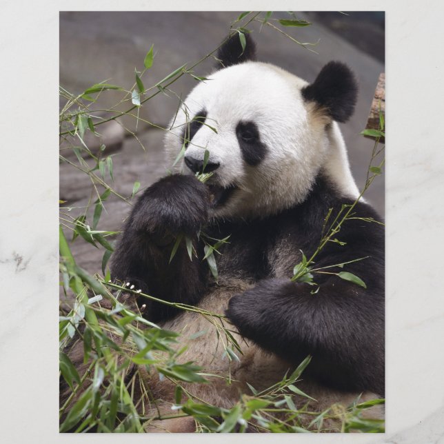 Giant panda eating bamboo (Voorkant)
