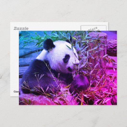Giant panda eating bamboo briefkaart (Voorkant / Achterkant)