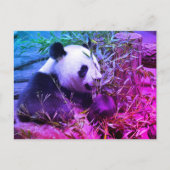 Giant panda eating bamboo briefkaart (Voorkant)