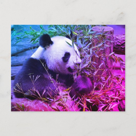 Giant panda eating bamboo briefkaart (Voorkant)
