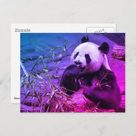 Giant panda eating bamboo briefkaart (Voorkant / Achterkant)