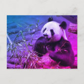 Giant panda eating bamboo briefkaart (Voorkant)