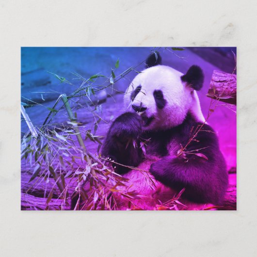 Giant panda eating bamboo briefkaart (Voorkant)