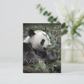 Giant panda eating bamboo briefkaart (Staand voorkant)