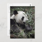 Giant panda eating bamboo briefkaart (Voorkant / Achterkant)