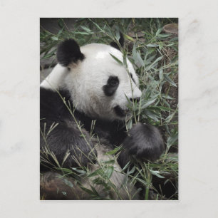 Giant panda eating bamboo briefkaart