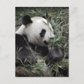 Giant panda eating bamboo briefkaart (Voorkant)