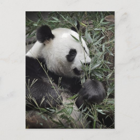 Giant panda eating bamboo briefkaart (Voorkant)