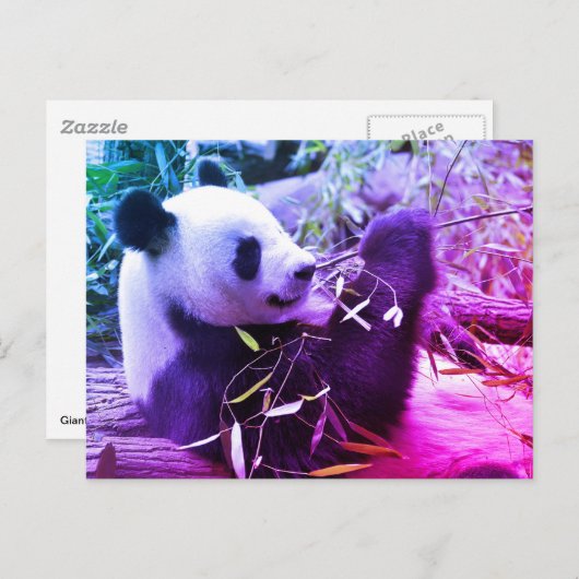 Giant panda eating bamboo briefkaart (Voorkant / Achterkant)