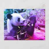 Giant panda eating bamboo briefkaart (Voorkant)
