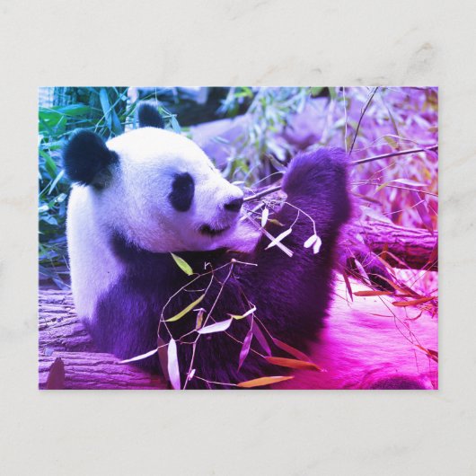 Giant panda eating bamboo briefkaart (Voorkant)