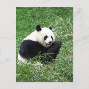 Giant Panda Eating Bamboo Briefkaart