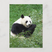 Giant Panda Eating Bamboo Briefkaart (Voorkant)
