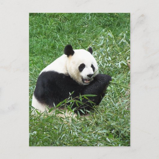 Giant Panda Eating Bamboo Briefkaart (Voorkant)