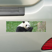 Giant Panda Eating Bamboo Bumpersticker (Op auto)