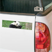 Giant Panda Eating Bamboo Bumpersticker (Op Truck)