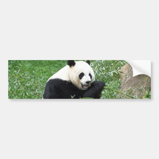 Giant Panda Eating Bamboo Bumpersticker (Voorkant)